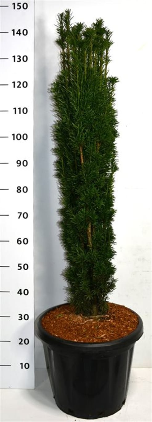 Taxus b. 'Fastigiata Robusta' - C25 100/+ CM